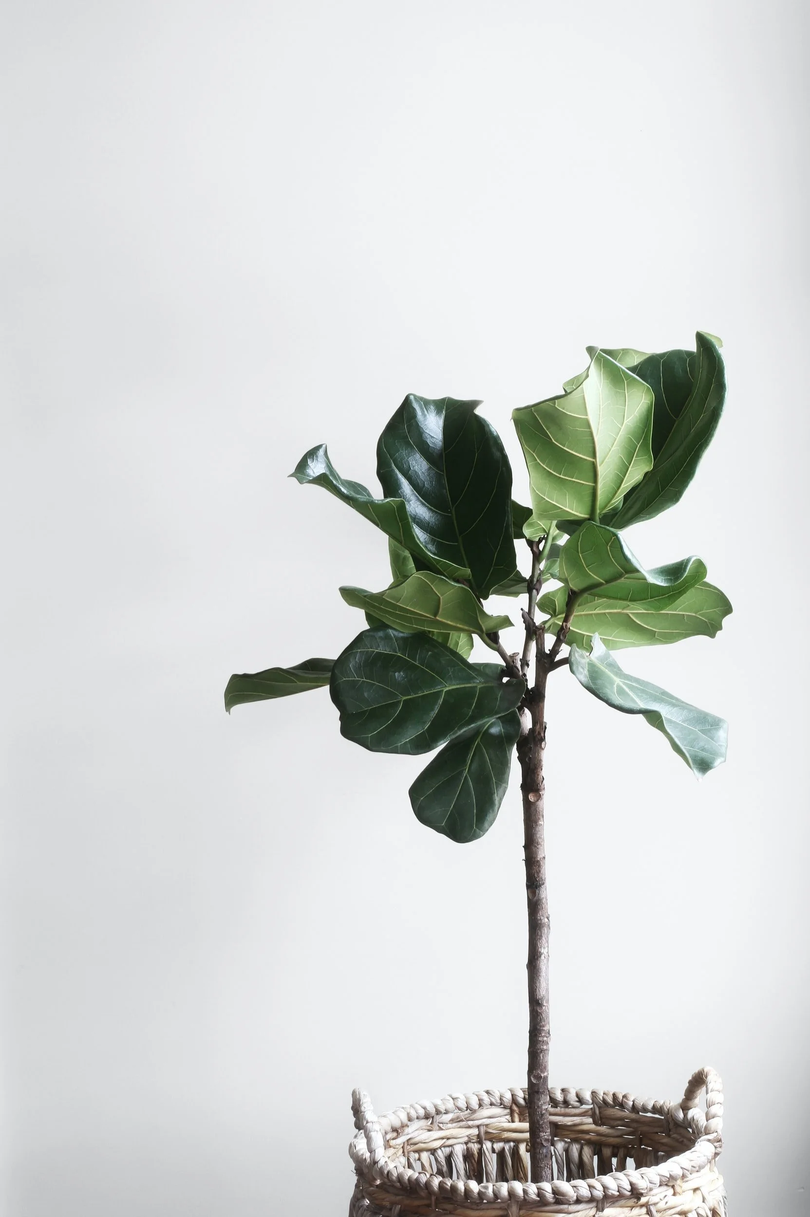 Interior luminoso de apartamento em Copacabana, Rio de Janeiro, com madeira clara e têxteis naturais — design de interiores Palavra Decimal